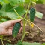 Сбор урожая огурцов