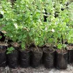 Саженцы крыжовника