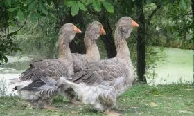 Тулузские гуси