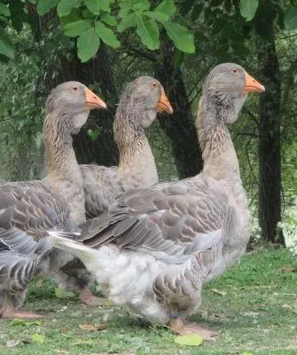 Тулузские гуси