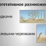 Способы размножения