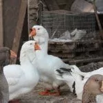 Содержание гусей Холмогоров