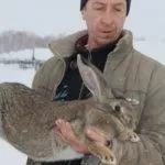 Серый великан