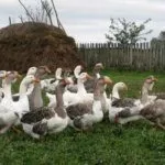 Гуси Холмогорской породы