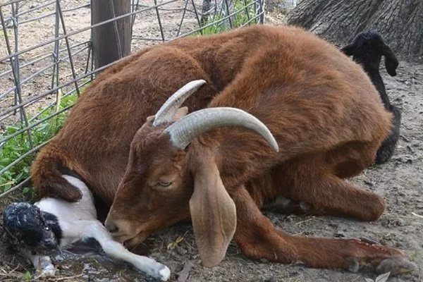 Окот козы: подготовка, признаки, процесс родов, осложнения и последующийуход