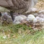 Кладка белолобой гусыни