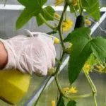 Опрыскивать огурцы