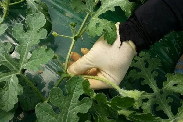 Выращивание арбузов в теплице: посадка и уход, плюсы и минусы, особенностисбора урожая