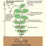 Формирование куста огурца