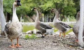 Китайские гуси