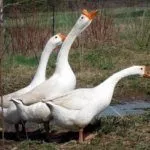 Белые китайские гуси