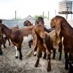 Разведение коз Шами