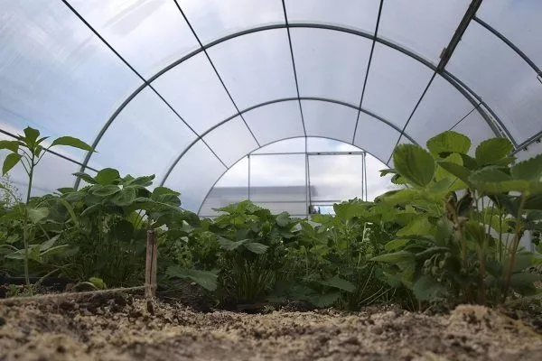 Как выращивать клубнику в теплице круглый год: пошаговые инструкции