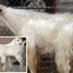 Взрослая особь и козлёнок породы Шамы