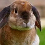 Вельветовый (плюшевый)