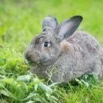 Советская шиншилла