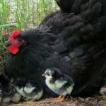 Курица и цыплята