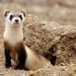 Среда обитания черноногого хорька