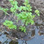 Полив крыжовника