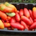 Сбор урожая Банана красного