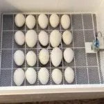 Инкубация гусиных яиц