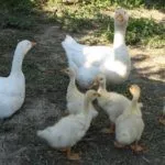 Итальянские гуси