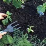 Рыхление огурцов