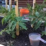 Подкормка томатов