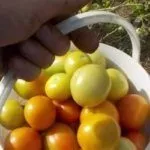 Сбор бурых помидоров