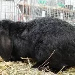 Мейсенский