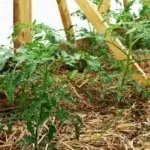 Мульчирование помидор