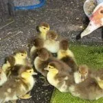 Содержание птенцов