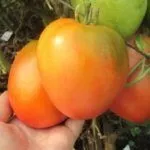 Сбор бланжевых помидоров