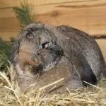 Немецкие кролики