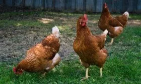 Куры Хай-Лайн