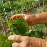 Подвязываем огурцы