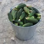 Урожай огурцов