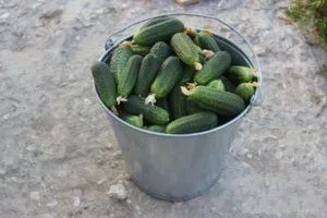 Урожай огурцов
