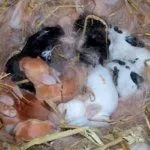 Новорожденные кролики породы "Карликовый баран"