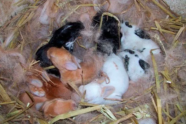 Новорожденные кролики породы "Карликовый баран"