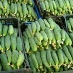 Урожай огурцов