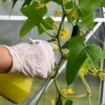 Опрыскивание огурцов