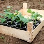 Выращивание рассады огурцов