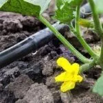 Капельный полив огурцов