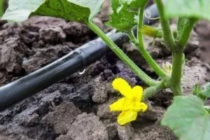 Капельный полив огурцов