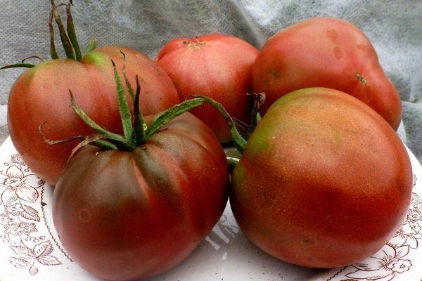 томат черная магия характеристика и описание сорта