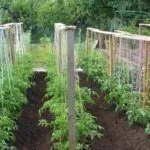 Томаты подвязанные к шпалере