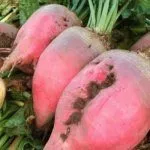 Кормовая свекла