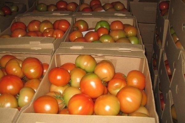 Бурые помидоры в ящиках