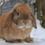 Зимнее содержание